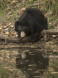 bear